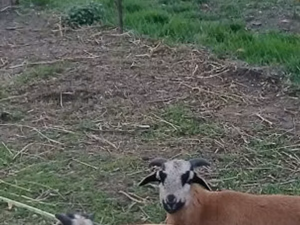 Қошқар, Cameroon sheep