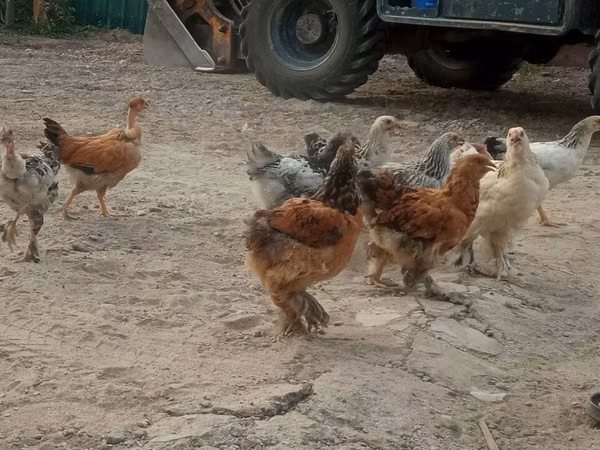 Chickens — Kirgisistan