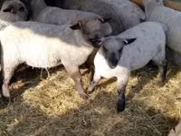 母羊, Shroshire sheep — 照片 1