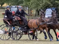 Hengst, Nonius horse — Foto 1