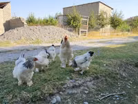 Brahma — Foto 2
