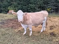母牛, Simmental cattle — 照片 6