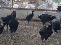Chickens — photo 5