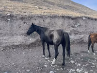 Mare, Russian Don — photo 7
