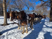 Aygʻir, Pinto horses — 6-rasm