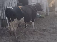 Kuh, Wilder Yak — Foto 3