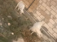 母山羊, Goats — 照片 2