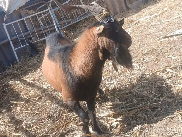 बकरा, बकरियाँ