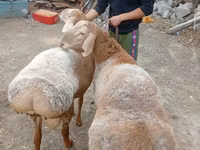 كبش, Arashan sheep — الصورة 6