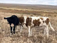 Сиыр, Simmental cattle — 2-сурет