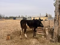 ثور, Russian Black pied cattle — الصورة 2