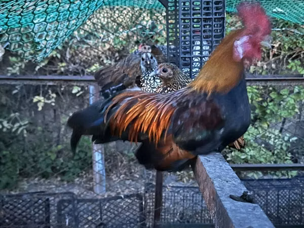Chickens