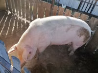 Säue, Schweine — Foto 2
