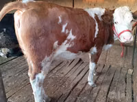 Kuh, Simmental cattle — Foto 1