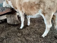 母牛, Simmental cattle — 照片 2