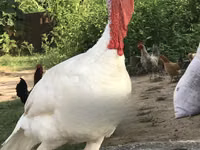 Turkeys — 照片 1
