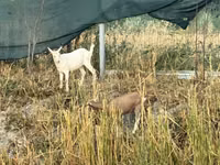 Goat, Saanen goat — photo 1