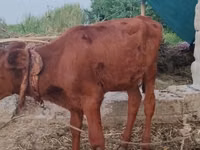 Cow, Cattle — photo 4
