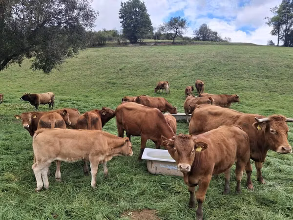 Rinder (Partie, Geschlecht nicht angegeben), Limousin-Kuh