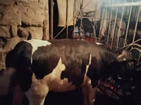 公牛, Holstein breed — 照片 2