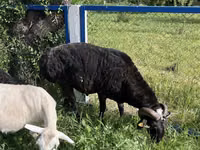 Cabro, Cabras — foto 2