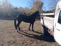 فرس, Horse breed — الصورة 2