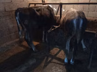 公牛, Cattle — 照片 3