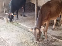Kuh, Swiss cattle — Foto 4