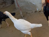 Chickens — फ़ोटो 5