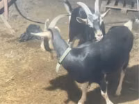 母山羊, Alpine goat — 照片 5
