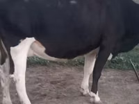 Kuh, Russian Black pied cattle — Foto 2