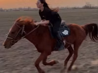 Caballo, Caballos — foto 4