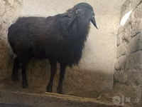 Кочкор, Койлор — сүрөт 3