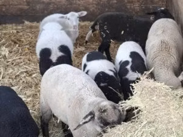 Widder, Dorper sheep