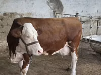 Bull, Simmental cattle — photo 8