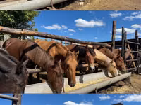 Stute, Horse breed — Foto 3