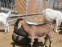 बकरी, Alpine goat — फ़ोटो 7
