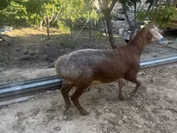 मेढ़ा, Arashan sheep — फ़ोटो 4