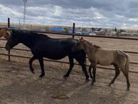 Hengst, Kazakh horse — Foto 6