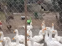 Geese — Foto 2