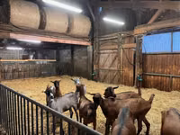 Ziege, Alpine goat — Foto 1