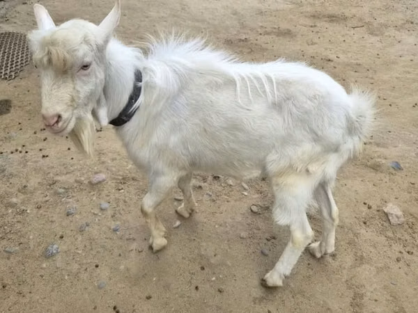 Ziegenbock, Saanen goat — Kasachstan