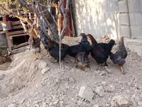 Chickens — Foto 2