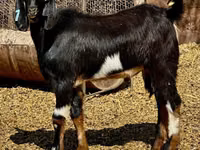 Cabro, Nubian Goat — foto 3