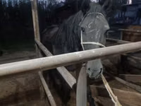 Stute, Budyonny horse — Foto 6