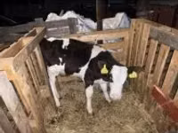 公牛, Holstein breed — 照片 2