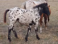 Aygʻir, Kazakh horse — 2-rasm