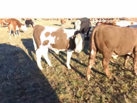 Бұқа, Simmental cattle — 3-сурет
