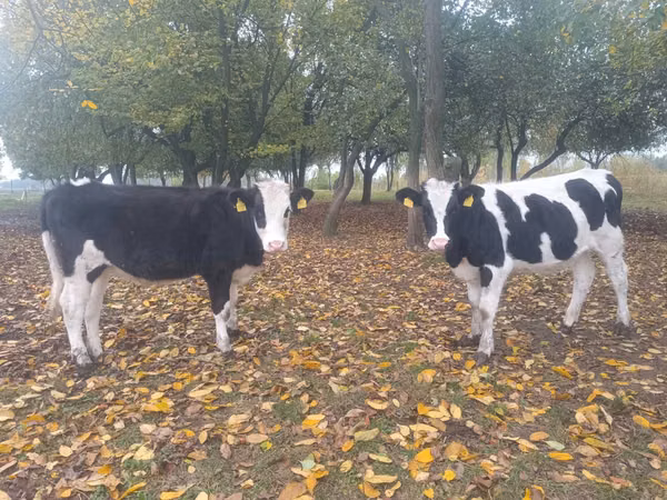 بقرة, Russian Black pied cattle