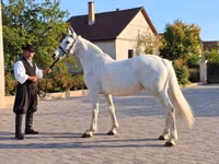 母马, Horses — 照片 1
